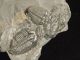 Six Entwined 100 Natural Utah Trilobite Fossils In Cambrian Matrix 195gr B The Americas photo 7