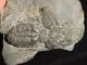 Six Entwined 100 Natural Utah Trilobite Fossils In Cambrian Matrix 195gr B The Americas photo 8
