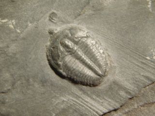 A Small Natural Elrathia Trilobite Fossil 500 Million Years Old Utah 76.  7gr H photo