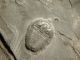 A Small Natural Elrathia Trilobite Fossil 500 Million Years Old Utah 76.  7gr H The Americas photo 2
