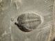 A Small Natural Elrathia Trilobite Fossil 500 Million Years Old Utah 76.  7gr H The Americas photo 5