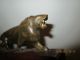 Antique Chinese / Japanese / Inuit Antler Carving Of A Lion On Wood Plinth Other Ethnographic Antiques photo 8