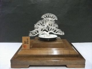 The Tree Of The Pine Of Virgin Silver.  Bonsai Tree.  A Work Of Mitunori. photo