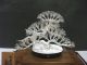 The Tree Of The Pine Of Virgin Silver.  Bonsai Tree.  A Work Of Mitunori. Other Antique Sterling Silver photo 3