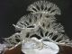 The Tree Of The Pine Of Virgin Silver.  Bonsai Tree.  A Work Of Mitunori. Other Antique Sterling Silver photo 7
