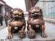 Chinese Classical Bronze Copper Evil Guardian Door Bei Jing Fu Foo Dog Lion Pair Foo Dogs photo 1