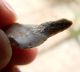 C.  5,  000 Bc,  Mesolithic Flint Tools,  From Bedfordshire. Neolithic & Paleolithic photo 5