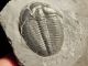Perfect Natural Elrathia Trilobite Fossil 500 Million Years Old Utah 128.  3gr C The Americas photo 9