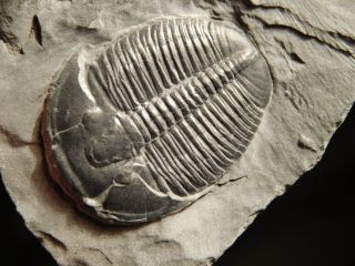 Perfect Natural Elrathia Trilobite Fossil 500 Million Years Old Utah 128.  3gr C photo