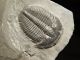 Perfect Natural Elrathia Trilobite Fossil 500 Million Years Old Utah 128.  3gr C The Americas photo 1