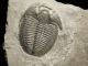 Perfect Natural Elrathia Trilobite Fossil 500 Million Years Old Utah 128.  3gr C The Americas photo 4