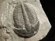 Perfect Natural Elrathia Trilobite Fossil 500 Million Years Old Utah 128.  3gr C The Americas photo 5