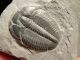 Perfect Natural Elrathia Trilobite Fossil 500 Million Years Old Utah 128.  3gr C The Americas photo 7