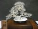 The Tree Of The Pine Of Virgin Silver.  Bonsai Tree.  A Work Of Mitunori. Other Antique Sterling Silver photo 4
