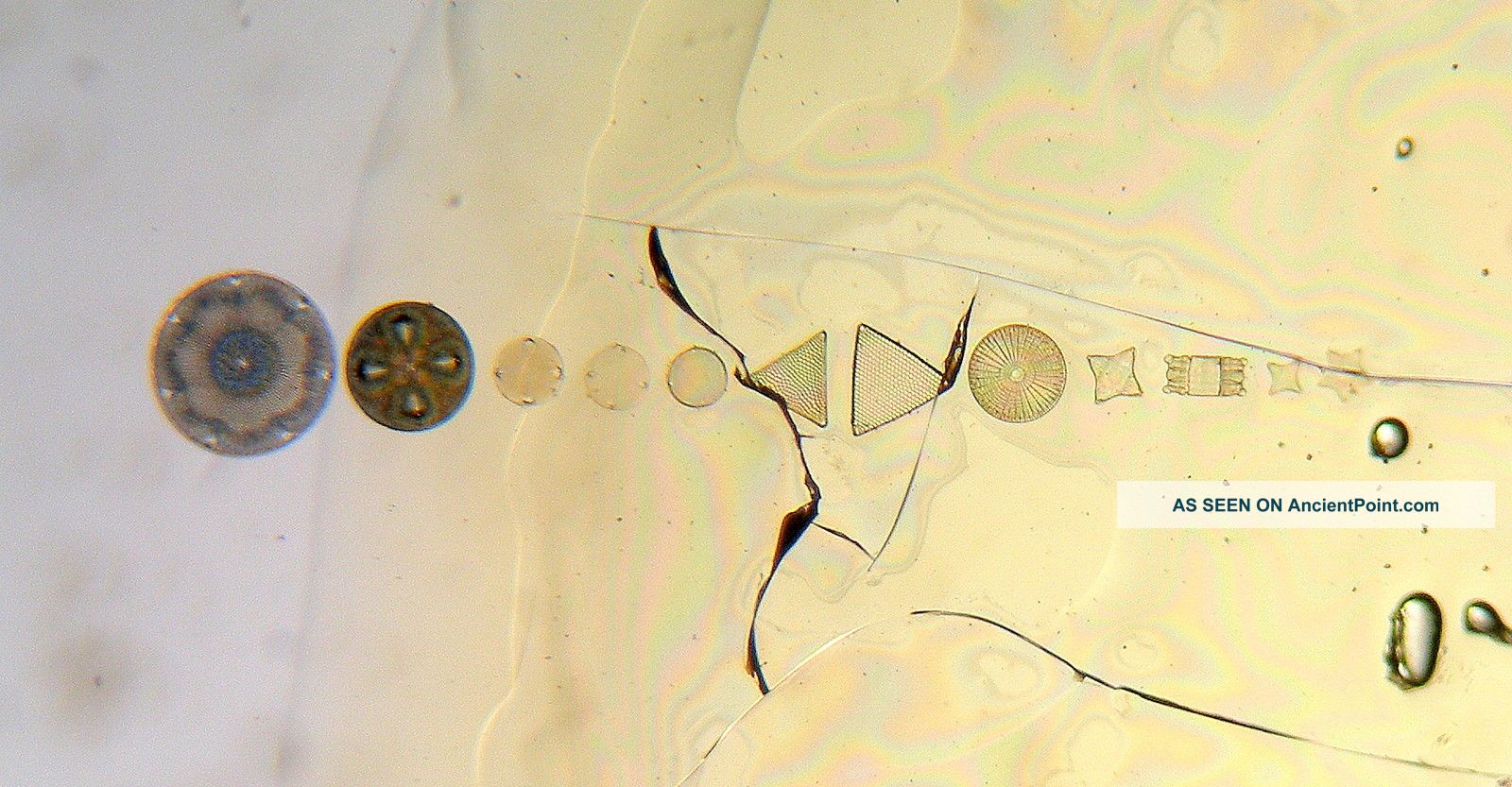 Early Group Diatom Microscope Slide (a/f) Scientific Instruments photo