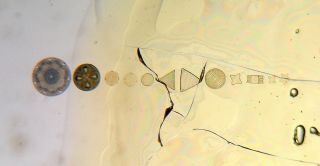 Early Group Diatom Microscope Slide (a/f) photo