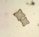 Single Species Diatom Microscope Slides: Other Antique Science Equip photo 1