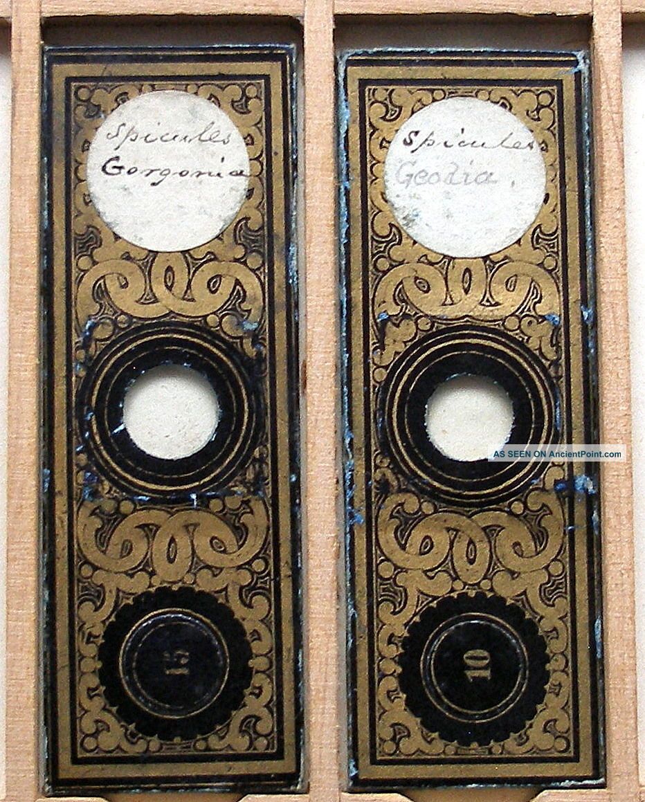 Early Sponge Spicule Microscope Slides By Conrad Von Rappard Other Antique Science Equip photo