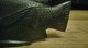 Antique Native American Carved Fish.  Hardwood Carving,  Hand Made,  One Of A Kind Native American photo 4