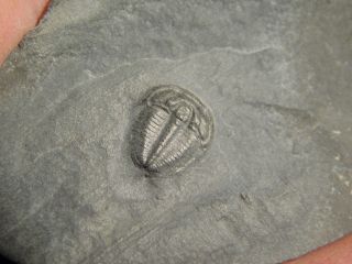 A Perfect Little Elrathia Trilobite Fossil 500 Million Years Old Utah 20.  8gr H photo