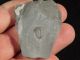 A Perfect Little Elrathia Trilobite Fossil 500 Million Years Old Utah 20.  8gr H The Americas photo 1