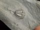 A Perfect Little Elrathia Trilobite Fossil 500 Million Years Old Utah 20.  8gr H The Americas photo 4