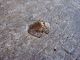 19th C.  Rare Antique Primitive Farmhouse Milk Stool Wood Antique Farm Tool L@@k Primitives photo 7