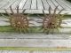 2 Rustic Rotary Hoe Wheels Cast Iron Garden Art - Gear Sprocket Spikes Steampunk Other Mercantile Antiques photo 3