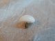 Antique 1800 ' S Glass Button Foil Bullseye Swirl Back Charmstring 766a Buttons photo 1