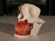 Vintage Skull Dental Model,  Dentistry Anatomical Form,  Skeleton Oddity Steampunk Other Antique Science, Medical photo 1