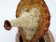 Rare Talipun Bride Price Shell & Woven Mask Ochre Paint Yanguru Papua Guinea Pacific Islands & Oceania photo 2