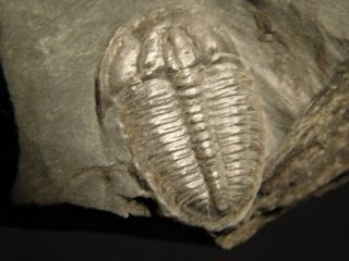 A Small 500 Million Years Old Elrathia Trilobite Fossil From Utah 68.  8gr H photo