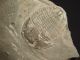 A Small 500 Million Years Old Elrathia Trilobite Fossil From Utah 68.  8gr H The Americas photo 5