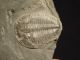 A Small 500 Million Years Old Elrathia Trilobite Fossil From Utah 68.  8gr H The Americas photo 6
