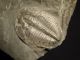 A Small 500 Million Years Old Elrathia Trilobite Fossil From Utah 68.  8gr H The Americas photo 7