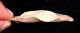 Aterian Early Man Tool,  Scraper (30,  000 - 80,  000 Bp) Prehistoric African Artifact Neolithic & Paleolithic photo 3