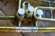 Vintage C.  G.  Schuster Berliner Valve Pumpen Horn Plays Well Made In Germany $500 Brass photo 1