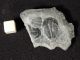 Two Small 500 Million Years Old Elrathia Trilobite Fossil From Utah 20.  1gr K The Americas photo 1