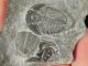 Two Small 500 Million Years Old Elrathia Trilobite Fossil From Utah 20.  1gr K The Americas photo 2