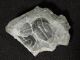 Two Small 500 Million Years Old Elrathia Trilobite Fossil From Utah 20.  1gr K The Americas photo 3