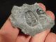 Two Small 500 Million Years Old Elrathia Trilobite Fossil From Utah 20.  1gr K The Americas photo 4