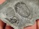 Two Small 500 Million Years Old Elrathia Trilobite Fossil From Utah 20.  1gr K The Americas photo 5