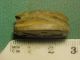 30,  Ancient Beads Circa 1000 Bc - 400 Ad,  Egyptian Scarab Amulet Roman photo 1