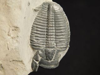 A Larger Natural Elrathia Trilobite Fossil 500 Million Years Old Utah 54.  1gr H photo