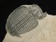 A Larger Natural Elrathia Trilobite Fossil 500 Million Years Old Utah 54.  1gr H The Americas photo 3