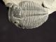 A Larger Natural Elrathia Trilobite Fossil 500 Million Years Old Utah 54.  1gr H The Americas photo 4