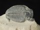 A Larger Natural Elrathia Trilobite Fossil 500 Million Years Old Utah 54.  1gr H The Americas photo 5