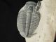 A Larger Natural Elrathia Trilobite Fossil 500 Million Years Old Utah 54.  1gr H The Americas photo 6