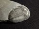 A Larger Natural Elrathia Trilobite Fossil 500 Million Years Old Utah 43.  9gr I The Americas photo 1
