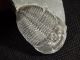 A Larger Natural Elrathia Trilobite Fossil 500 Million Years Old Utah 43.  9gr I The Americas photo 3